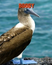 Booby