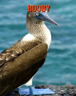 Bertrand.pt - Booby