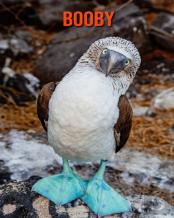 Booby