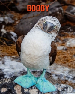 Bertrand.pt - Booby