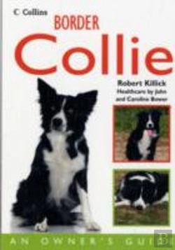 Bertrand.pt - Border Collie