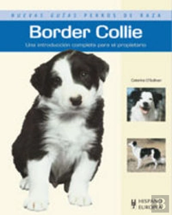 Bertrand.pt - Border Collie