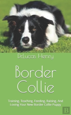 Bertrand.pt - Border Collie