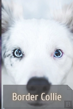 Bertrand.pt - Border Collie