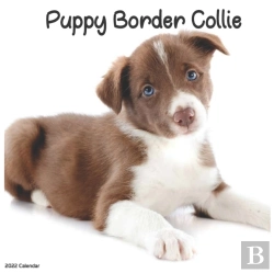 Bertrand.pt - Border Collie Puppy 2022 Calendar