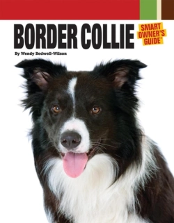 Bertrand.pt - Border Collie