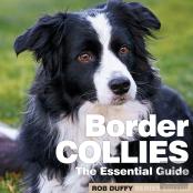 Border Collies