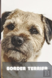Border Terrier