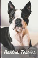 Boston Terrier