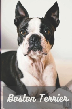 Bertrand.pt - Boston Terrier