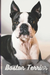 Boston Terrier