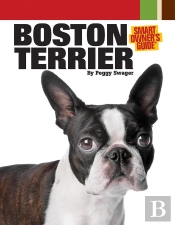 Boston Terrier