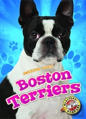 Boston Terriers