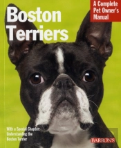 Boston Terriers