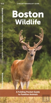Boston Wildlife