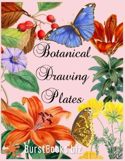 Bertrand.pt - Botanical Drawing Plates
