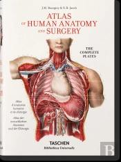 Bourgery