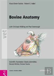 Bovine Anatomy