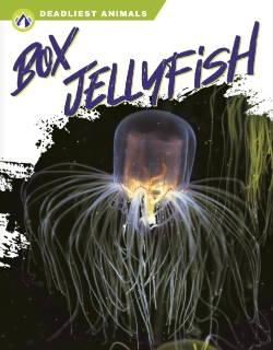 Bertrand.pt - Box Jellyfish