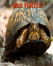 Box Turtle