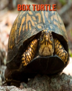 Bertrand.pt - Box Turtle