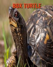 Box Turtle