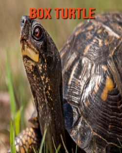 Bertrand.pt - Box Turtle