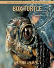 Box Turtle