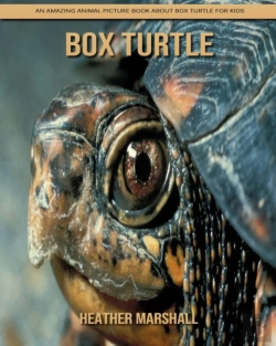 Bertrand.pt - Box Turtle