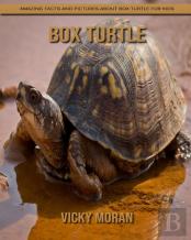 Box Turtle