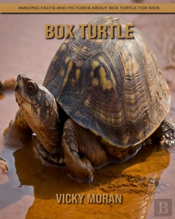 Bertrand.pt - Box Turtle