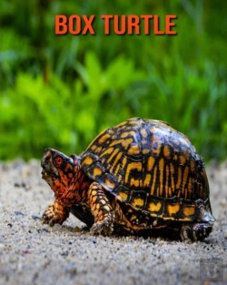 Bertrand.pt - Box Turtle