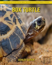 Box Turtle