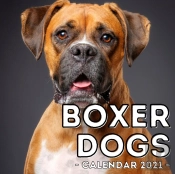 Boxer Dogs Calendar 2021
