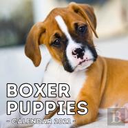 Boxer Puppies Calendar 2021