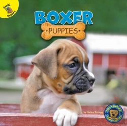 Bertrand.pt - Boxer Puppies