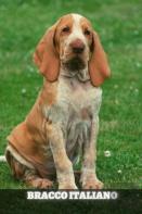 Bracco Italiano