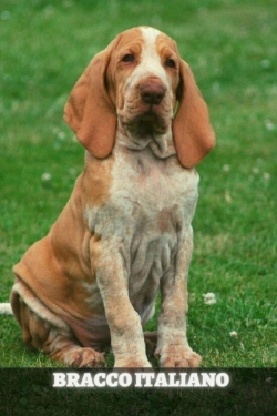 Bertrand.pt - Bracco Italiano