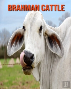 Bertrand.pt - Brahman Cattle