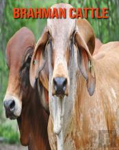 Brahman Cattle