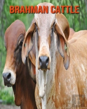 Brahman Cattle