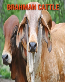 Bertrand.pt - Brahman Cattle