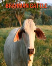 Brahman Cattle