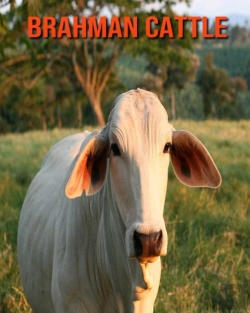 Bertrand.pt - Brahman Cattle