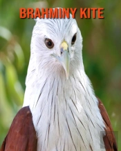 Brahminy Kite
