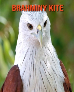 Bertrand.pt - Brahminy Kite