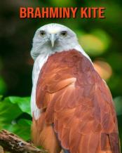 Brahminy Kite