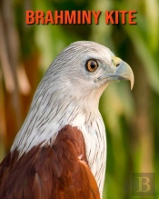 Brahminy Kite