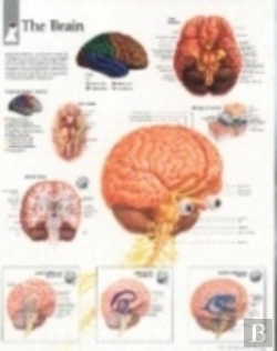 Bertrand.pt - Brain