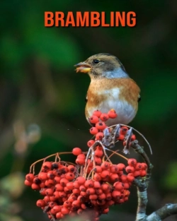 Bertrand.pt - Brambling